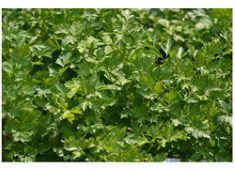 222 X PARSLEY ITALIAN GIANT FLAT - 1600 FINEST SEEDS (ORGANIC).