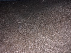 SOFT NOBLE  CARPET UT 2945/0690 APPROX WIDTH 5M - COLLECTION ONLY - LOCATION FLOOR