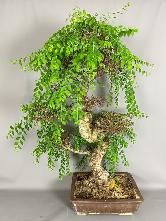 Large Chinese Elm (Ulmus Parifolia) Shaped Bonsai Tree In Pot 50x37cm, Tree Approximately 126x85cm, Purchased Fromyorkshirebonsai.co.uk For £819.95 (VAT ONLY PAYABLE ON BUYERS PREMIUM)