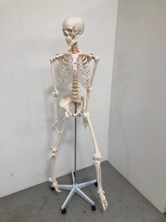 FULL SIZE MODEL SKELETON ON WHEELED STAND: LOCATION - A5