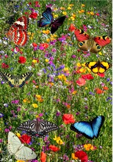 QTY OF ASSORTED ITEMS TO INCLUDE 100G PURE WILDFLOWER MEADOW SEEDS RRP £250: LOCATION - D