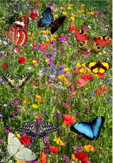 X17 100G PURE WILDFLOWER SEEDS CERTIFIED OVER 21 MIX SPECIES OF FLOWER: LOCATION - D