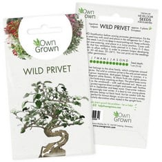 375 X GROW YOUR OWN BONSAI TREES: PREMIUM BONSAI SEEDS FOR WILD PRIVET – 5 WILD PRIVET BONSAI TREE SEEDS – LIGUSTRUM VULGARE BONSAI TREE SEED – OLIVE TREE SEEDS TO GROW YOUR OWN PLANT INDOOR BY OWNGR