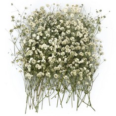 26 X 80 PCS DRIED PRESSED BABY'S BREATH FLOWERS, 100% REAL NATURE IVORY WHITE GYPSOPHILA BRANCHES BOUQUET FOR RESIN, WEDDING INVITATION, SCRAPBOOKING, CANDLE MAKING, PAPER CRAFTS,HOME PARTY DECOR - T