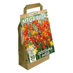 20 X GREENBROKERS BIG BUY MEGA PACK CROCOSMIA SUMMER FLOWERING BULBS, MIXED COLOURS , 50 BULBS  "BEE & BUTTERFLY FRIENDLY" - TOTAL RRP £133: LOCATION - RACK E