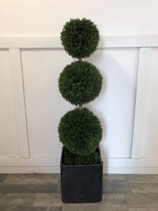 TREE LOCATE CEDAR BALL TREE: LOCATION - FRONT FLOOR(COLLECTION OR OPTIONAL DELIVERY AVAILABLE)