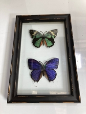 12 X STONE THE CROWS SET OF 2 DOUBLE BUTTERFLY PRINTS - SKU: 752509 - TOTAL RRP £540