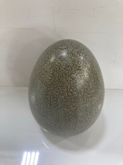 12 X STONE THE CROWS LARGE EGG - SKU: 336212 - TOTAL RRP £228