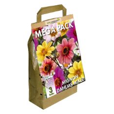 BOX OF GREENBROKERS BIG BUY MEGA PACK MIGNON DAHLIAS MIXED SUMMER FLOWERING BULBS, MIXED COLOURS (3 BULBS) "BEE & BUTTERFLY FRIENDLY".