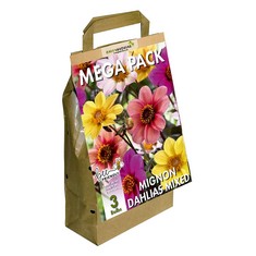 QTY OF ITEMS TO INLCUDE 38X ASSORTED BULBS TO INCLUDE GREENBROKERS BIG BUY MEGA PACK MIGNON DAHLIAS MIXED SUMMER FLOWERING BULBS, MIXED COLOURS (3 BULBS) "BEE & BUTTERFLY FRIENDLY", GREENBROKERS COLO