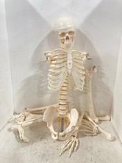 BUDDY THE BUDGET SKELETON - RRP £139