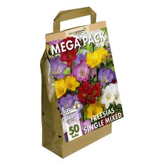 50 X GREENBROKERS BIG BUY MEGA PACK FREESIA (SINGLE) SUMMER FLOWERING BULBS, MIXED COLOURS (50 BULBS) "BEE & BUTTERFLY FRIENDLY".