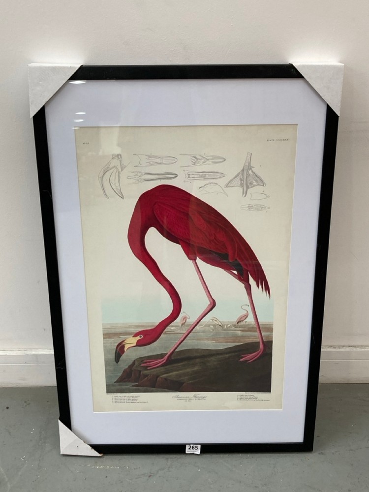 AUDUBON AMERICAN FLAMINGO FRAMED ART - RRP £125