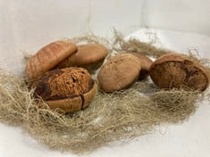 15 X STONE THE CROWS BOX OF ACORN FRUITS - LENGTH 27CM