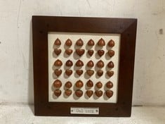 12 X STONE THE CROWS OAK NUTS IN FRAME - SQ 23CM - TOTAL RRP £360