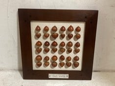 12 X STONE THE CROWS OAK NUTS IN FRAME - SQ 23CM - TOTAL RRP £360