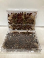 60 X STONE THE CROWS BOX OF ACORNS - LNG 27CM - TOTAL RRP £600