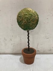 40 X STONE THE CROWS SINGLE TOPIARY IN POT - HEIGHT 18CM - TOTAL RRP £480