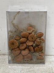 30 X STONE THE CROWS BOX OF ACORN FRUITS - LNG 27CM - TOTAL RRP £300