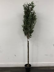 OLIVE TREE LARGE GREEN H2020MM - ITEM NO. 698637 - RRP £350