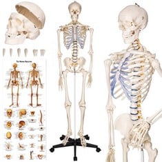 TECTAKE LIFE-SIZED TRUE DETAIL SKELETON WITH ANATOMY POSTER 400502 - RRP £169