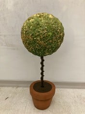 30 X STONE THE CROWS SINGLE TOPIARY IN POT - HEIGHT 18CM - TOTAL RRP £360