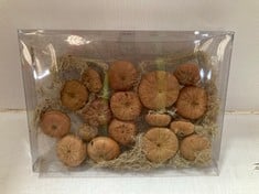 30 X STONE THE CROWS BOX OF ACORN FRUITS - LNG 27CM - TOTAL RRP £300