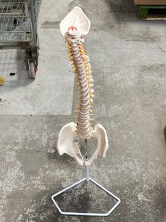 ELEMENTARY ANATOMY BUDGET SPINE MODEL WITH STAND: LOCATION - BR14