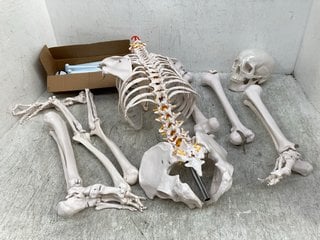 LARGE PLASTIC EDUCATIONAL SKELETON: LOCATION - C4