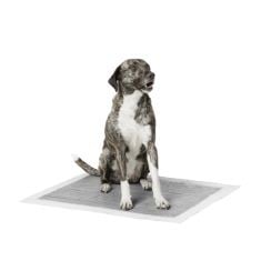 10 X BASICS CARBON ODOUR-CONTROL DOG AND PUPPY TRAINING PADS, LEAKPROOF WITH QUICK-DRY SURFACE, X-LARGE, PACK OF 30, GREY.