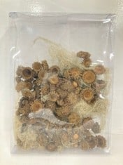 60 X STONE THE CROWS BOX OF CHESTNUT FRUIT CAPS - LNG 27CM - TOTAL RRP £600