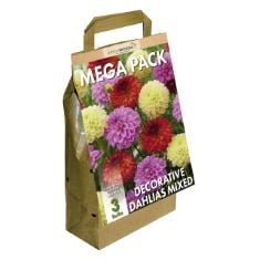 40 X GREENBROKERS BIG BUY MEGA PACK DAHLIA DECORATIVE SUMMER FLOWERING BULBS, MIXED COLOURS (3 BULBS) "BEE & BUTTERFLY FRIENDLY".