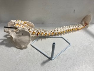 ELEMENTARY ANATOMY SKELETON: LOCATION - BR14