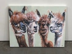 60CM X 80CM LLAMA CANVAS PRINT