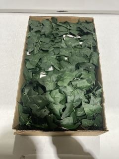 1 X BOX OF ENGLISH IVY BUSH IN GREEN