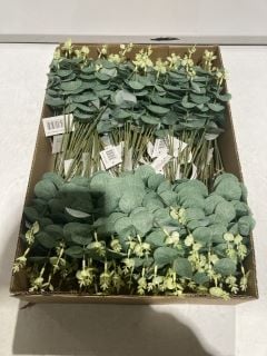 1 X BOX OF ENGLISH IVY BUSH