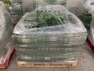 PALLET OF MOUNTAIN DEW CITRUS BLAST DRINK BBE: NOV 24: LOCATION - A1 (KERBSIDE PALLET DELIVERY)