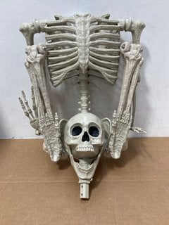 60-INCH LIFE-SIZED SKELETON: LOCATION - B3