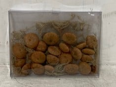 60 X STONE THE CROWS BOX OF ACORN FRUITS - LNG 27CM - TOTAL RRP £600