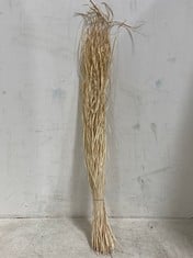 50 X STONE THE CROWS BLEACHED SNAKE GRASS [100GRAMS] - HGT 70CM - TOTAL RRP £200