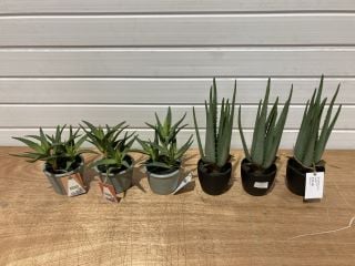 6 X ARTIFICAL PLANTS TO INCLUDE SUCCULENTS AND ALOE