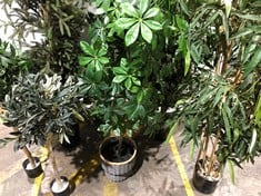 ASSORTMENT OF POTTED PLANTS AND DECORATIVE FERN