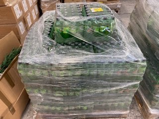 PALLET OF MOUNTAIN DEW CITRUS BLAST 500ML BOTTLES BBE DEC 24: LOCATION - B6 (KERBSIDE PALLET DELIVERY)